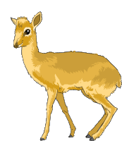 Gif animé petite gazelle